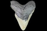 Bargain, Megalodon Tooth - North Carolina #83902-1